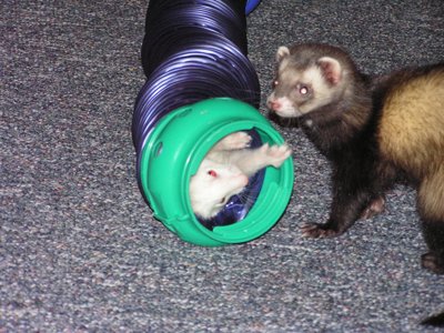 ./2005/Ferrets/thumbferrets